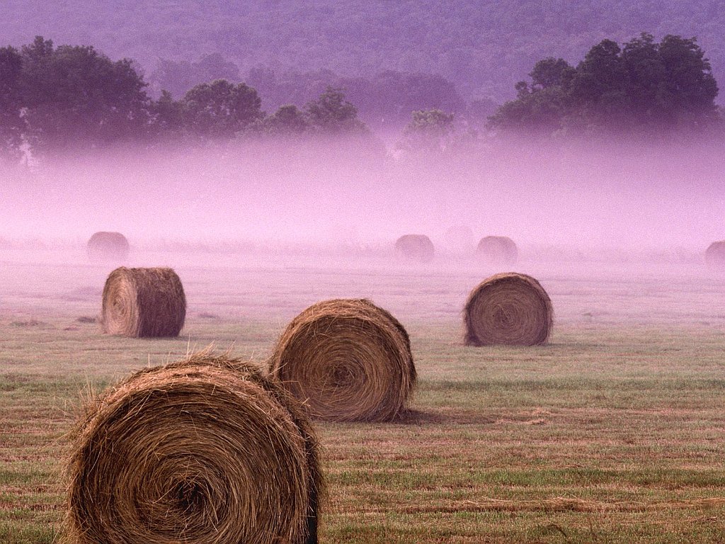 In the Field of Morning Fog, Grundy County, Tennessee